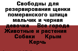 Свободны для резервирования щенки померанского шпица мальчик и черная девочка  - Все города Животные и растения » Собаки   . Крым,Керчь